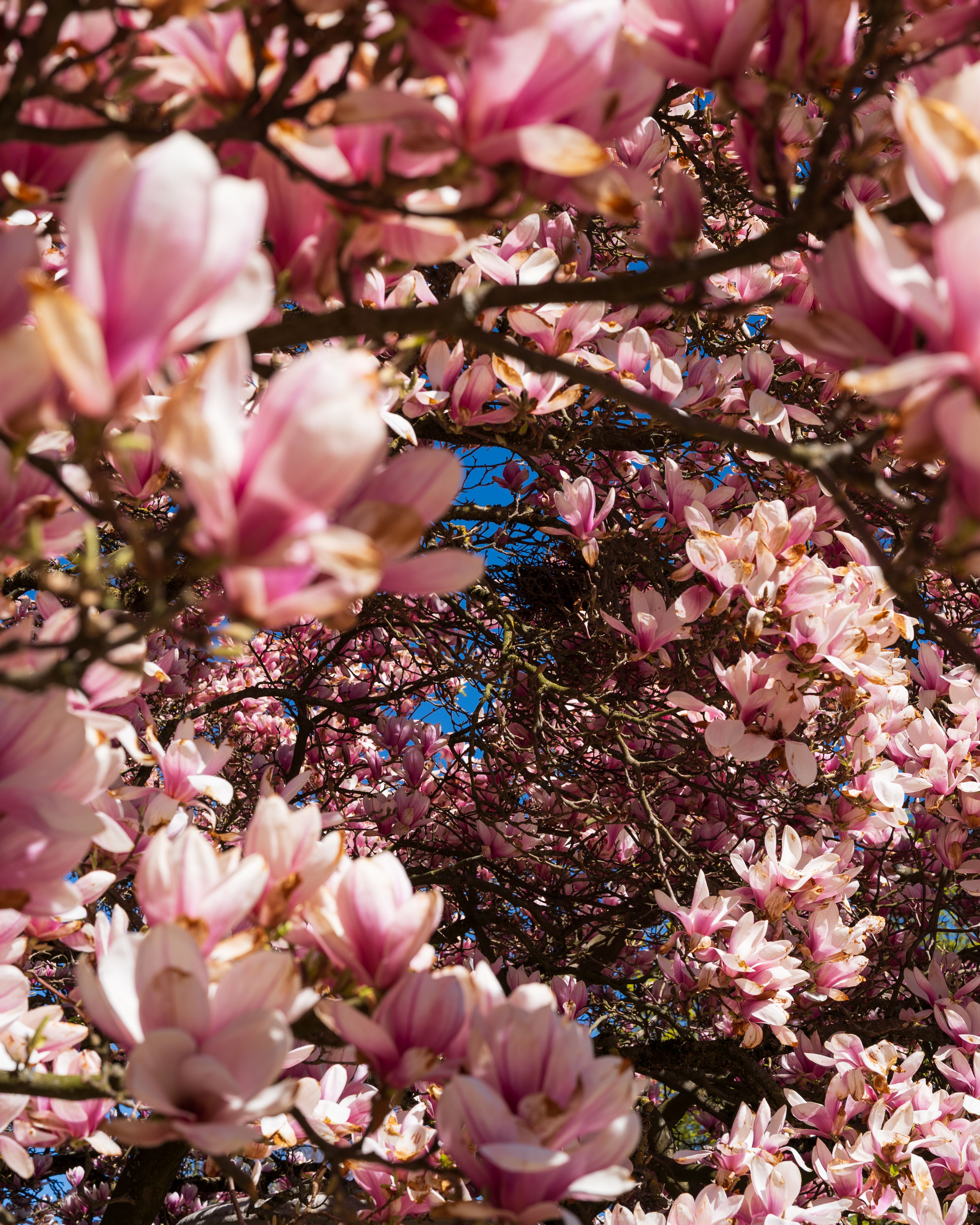 Gorgeous Blooming Magnolia Trees in Spring · Free Stock Photo