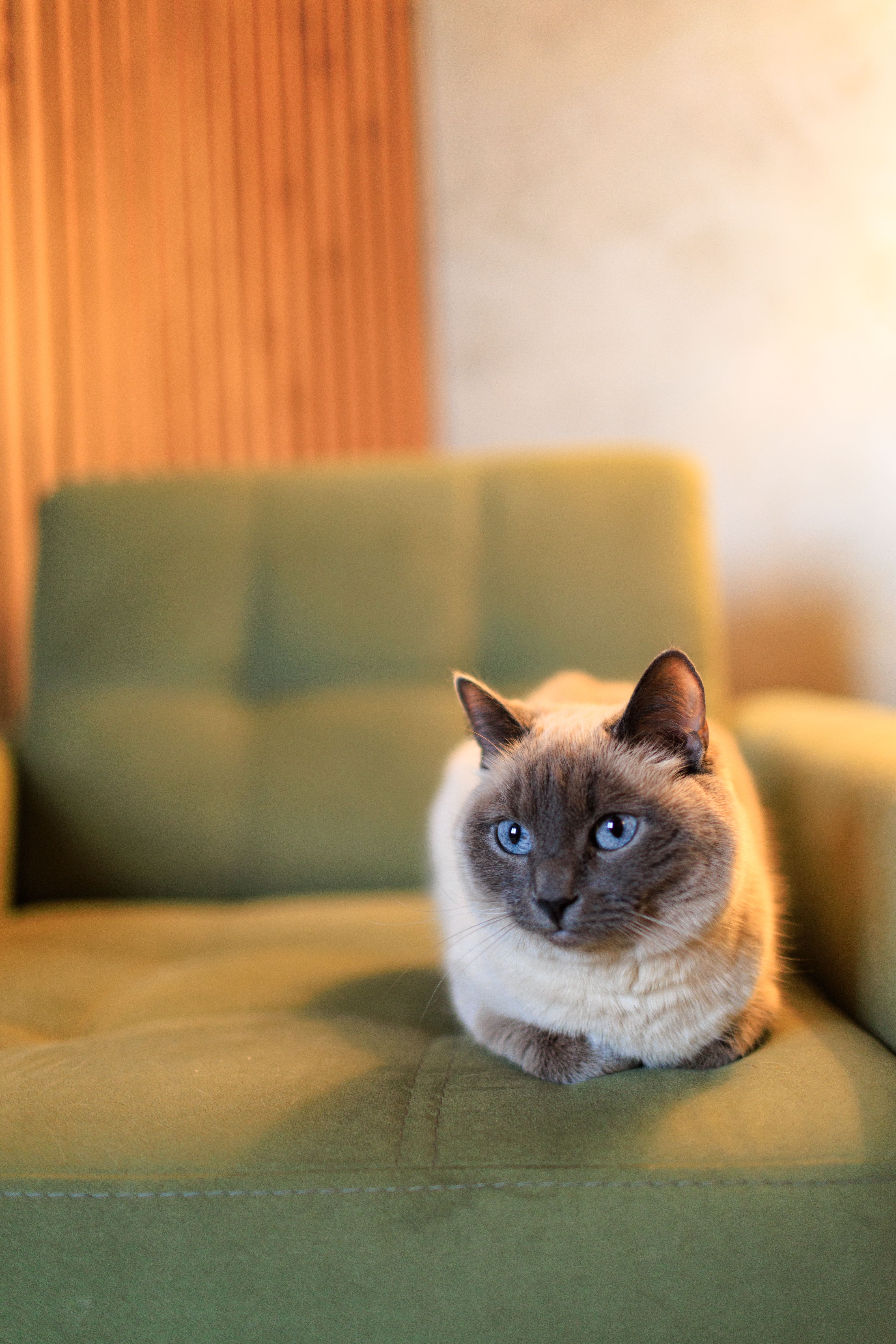 Free Serene Siamese cat with blue eyes lounging on a modern green armchair indoors. Stock Photo