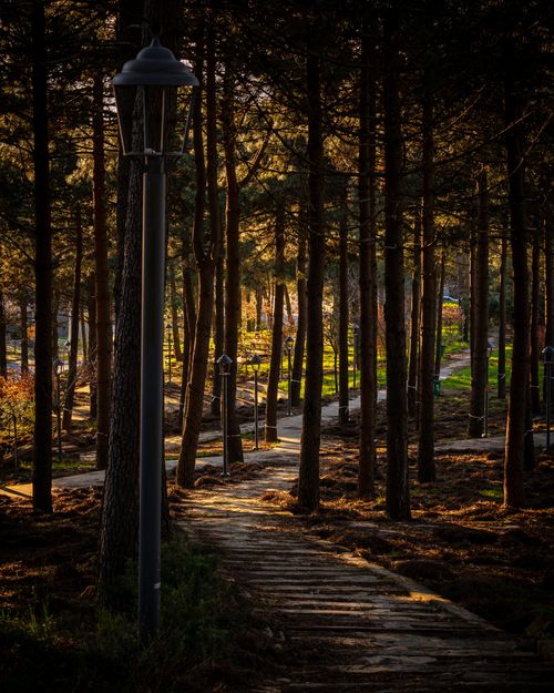 Free Idyllic forest scene with a wooden pathway and lampposts in warm sunset light in a park in İstanbul, Türkiye. Stock Photo