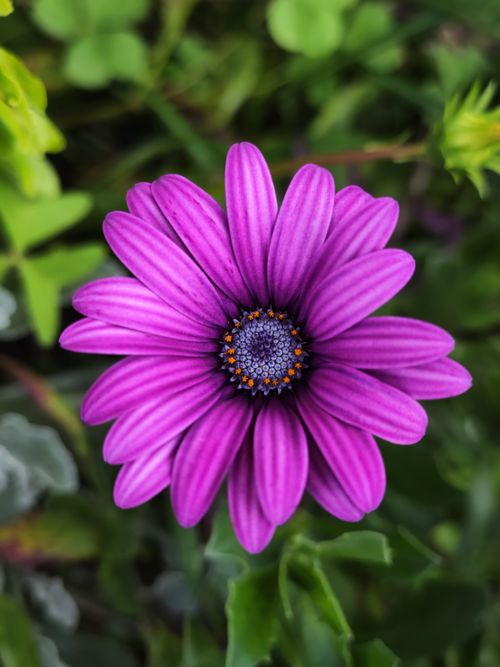 Free Close-up of a vivid purple African daisy (Osteospermum) against lush green foliage. Stock Photo