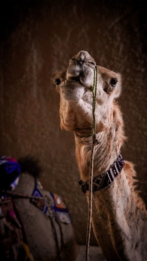 Free Detailed portrait of a camel indoors, showcasing its unique features with a rope halter. Stock Photo