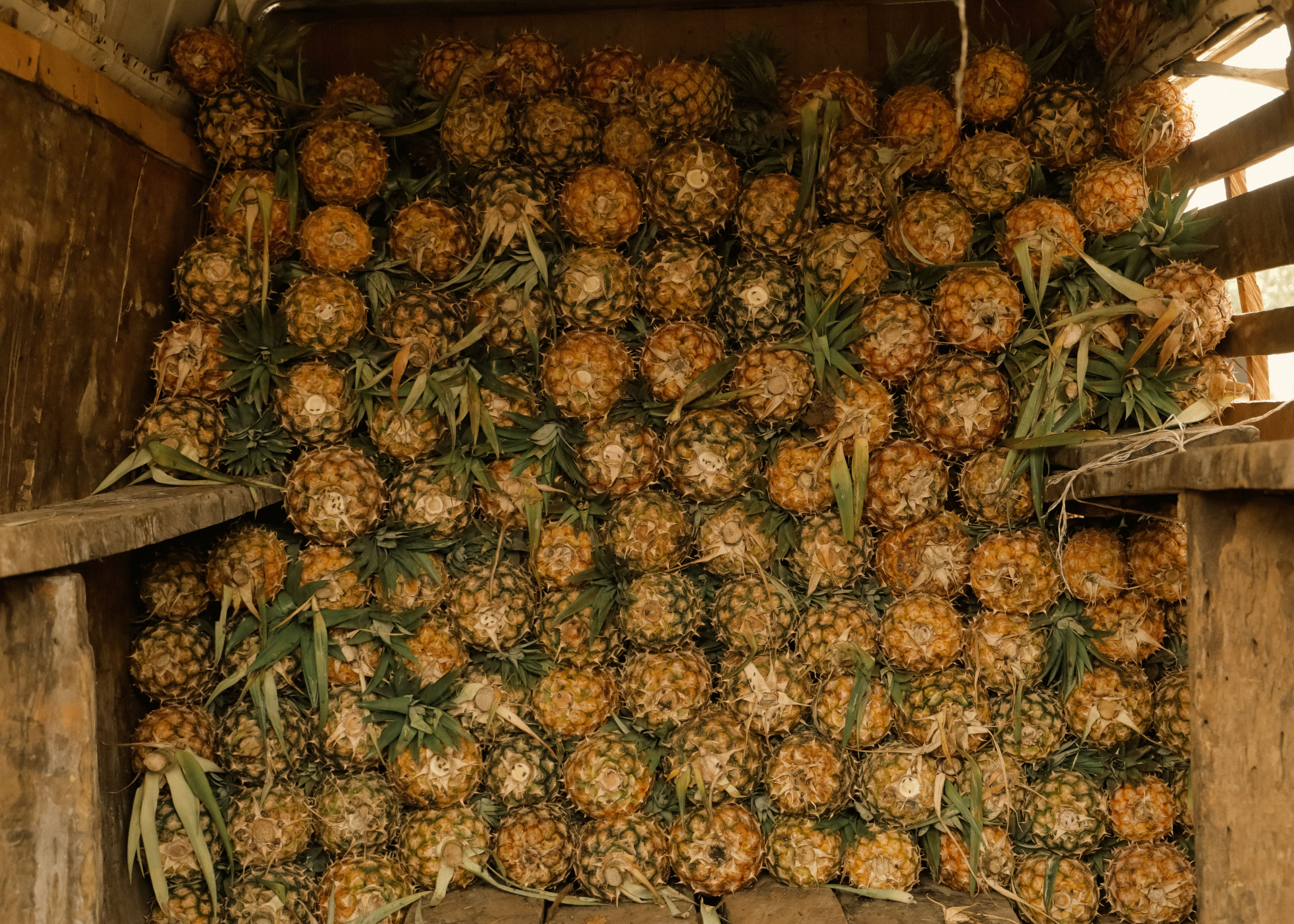 Abundant pile of pineapples in a rustic wooden storage, showcasing texture and tropical freshness.