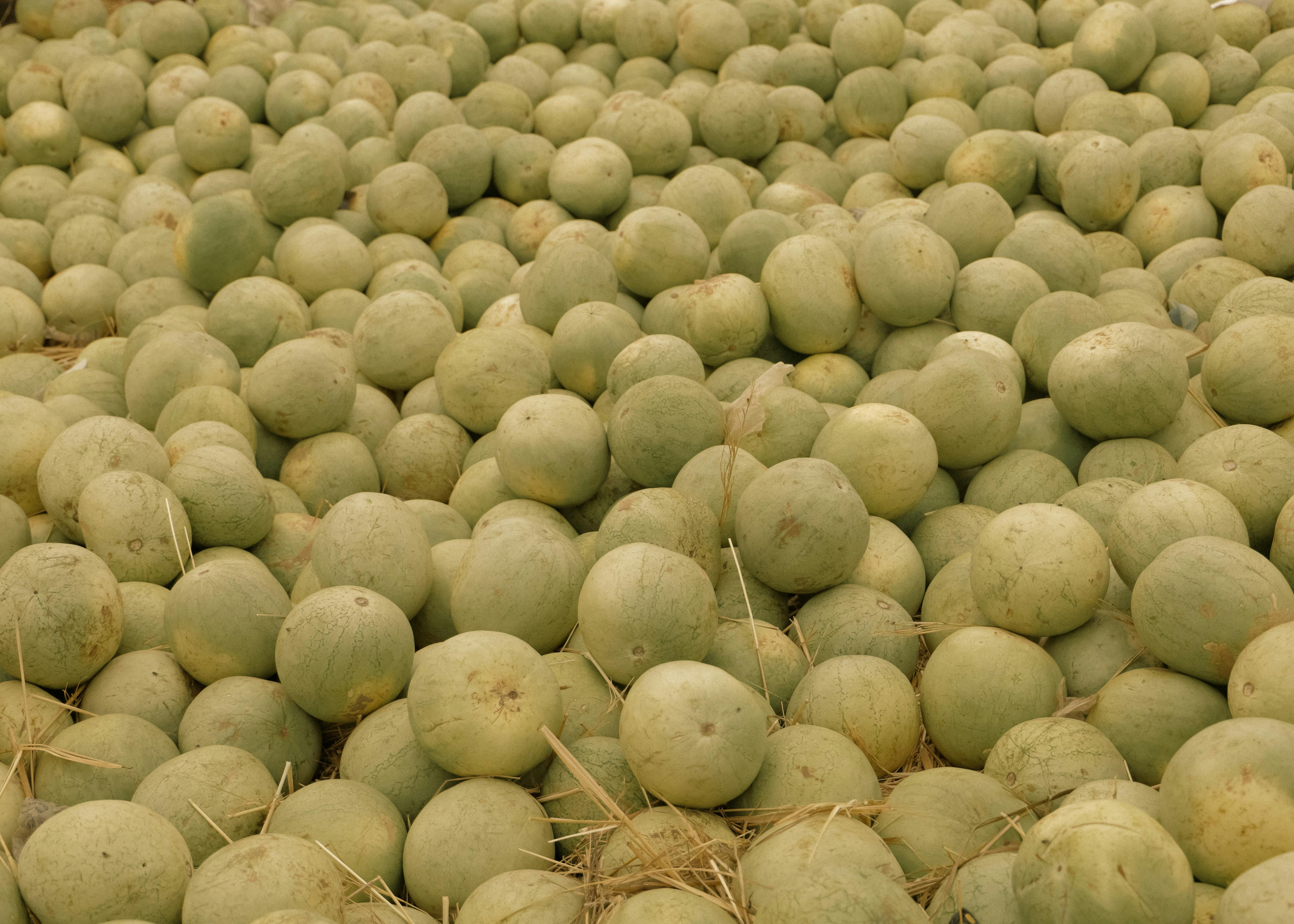 A large pile of fresh cantaloupes harvested and laid on straw. Ideal for healthy eating visuals.