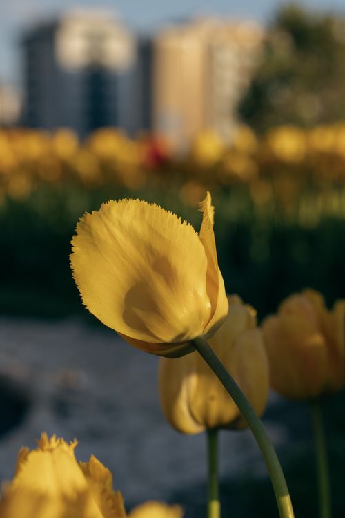 Free A close-up of sunlit yellow tulips with distant city buildings in an urban park setting. Stock Photo
