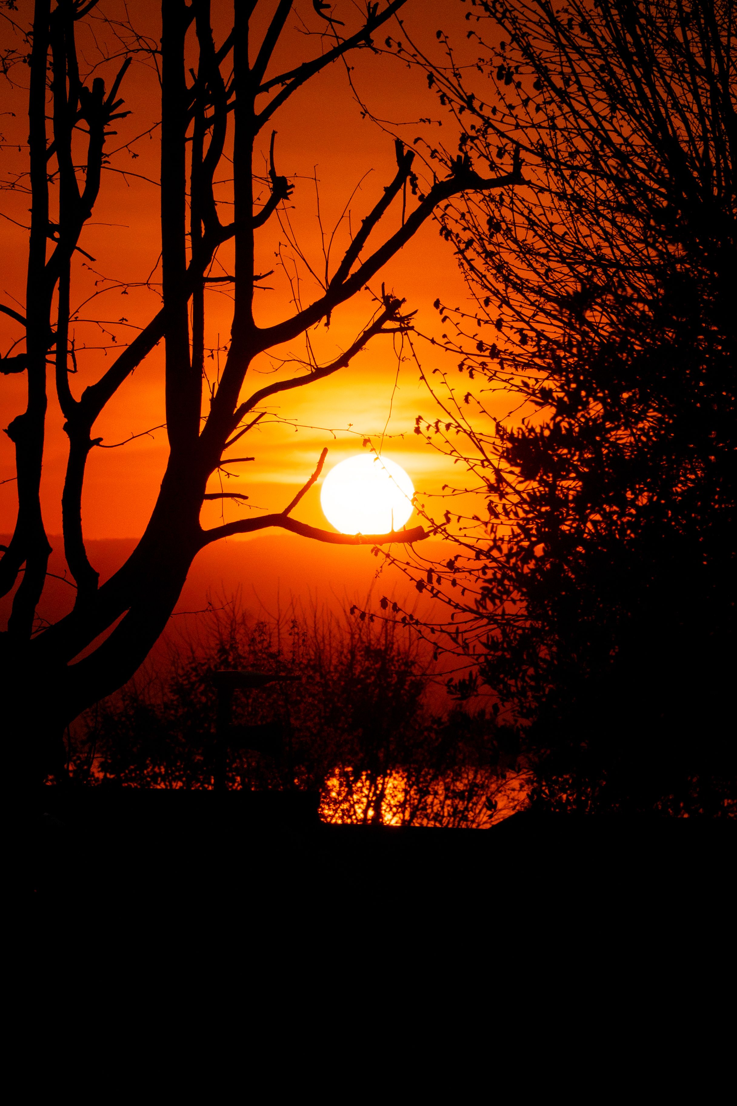 Silhouette of Trees Against Vibrant Sunset · Free Stock Photo