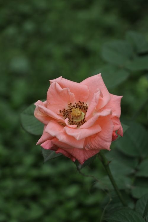 Free Vibrant pink rose flower captured in detail, showcasing its delicate petals and intricate structure. Stock Photo