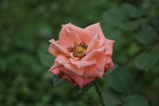 old rose pink china rose flower