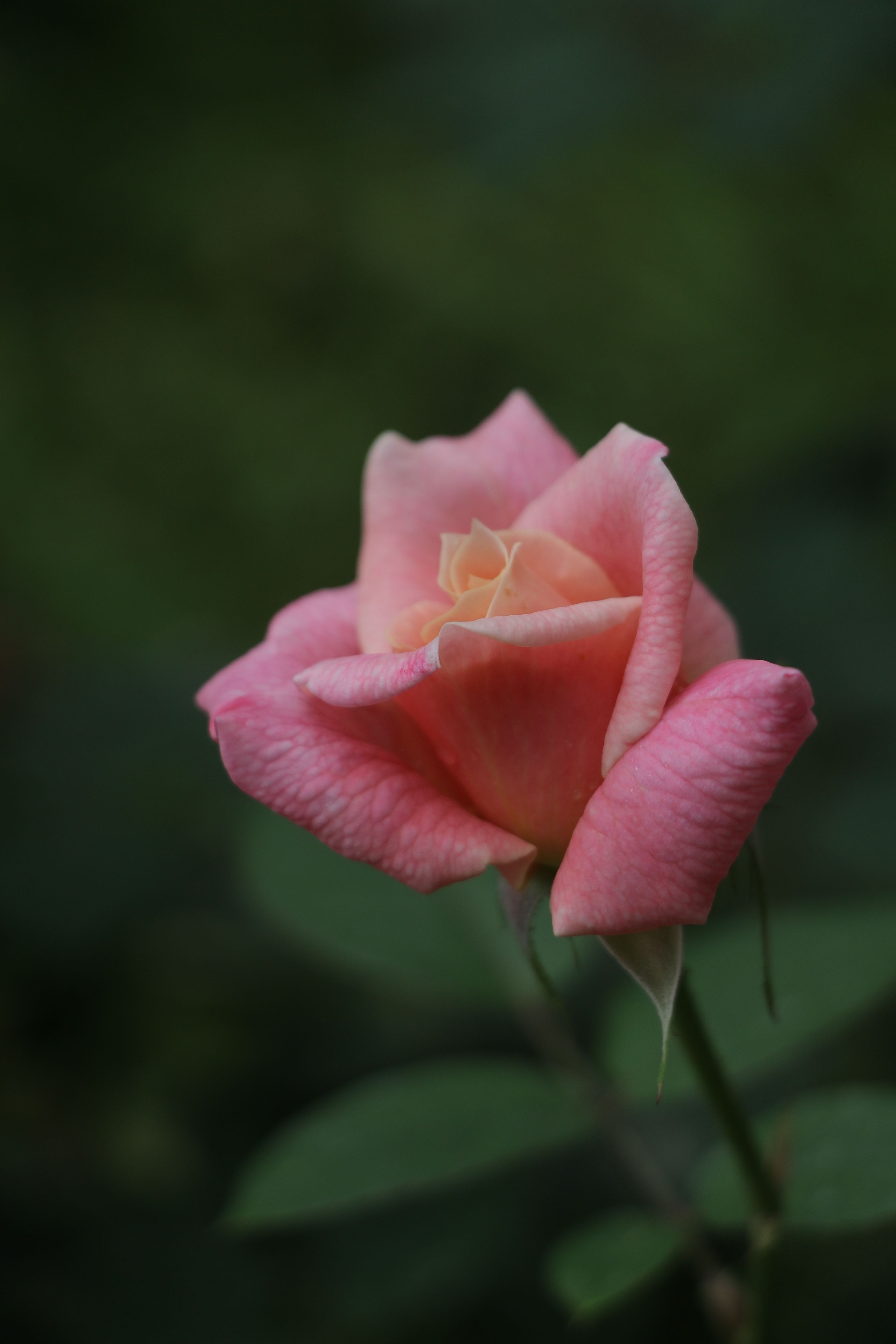 Close-up of a Pink Rose in Bloom · Free Stock Photo