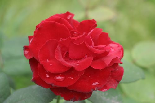 Free Close-up of a vibrant red rose with dew drops, set against a lush green background. Stock Photo