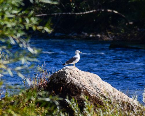 Free A graceful seagull perched on a rock overlooking a serene river in a lush natural setting. Stock Photo