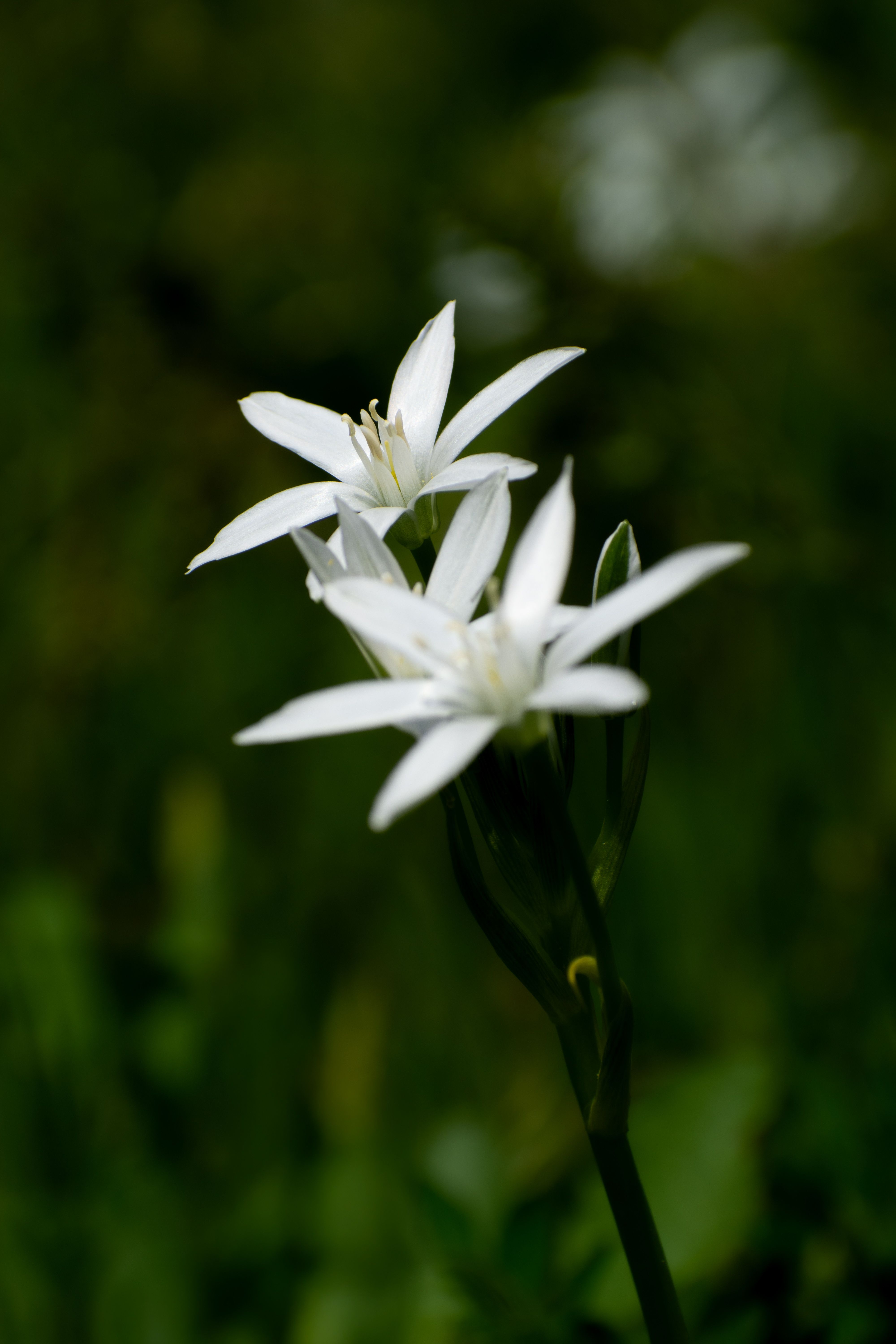 Vibrant image of Ornithogalum umbellatum with focus on delicate white flowers, symbolizing spring freshness.