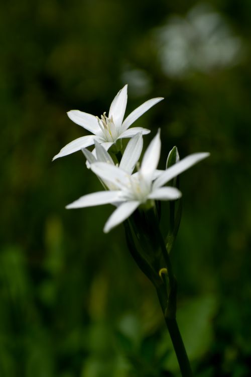Free Vibrant image of Ornithogalum umbellatum with focus on delicate white flowers, symbolizing spring freshness. Stock Photo
