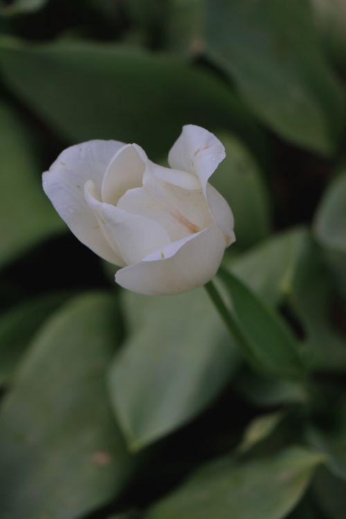 Free Captivating close-up of a white tulip blossom amid lush green leaves, epitomizing spring's beauty. Stock Photo