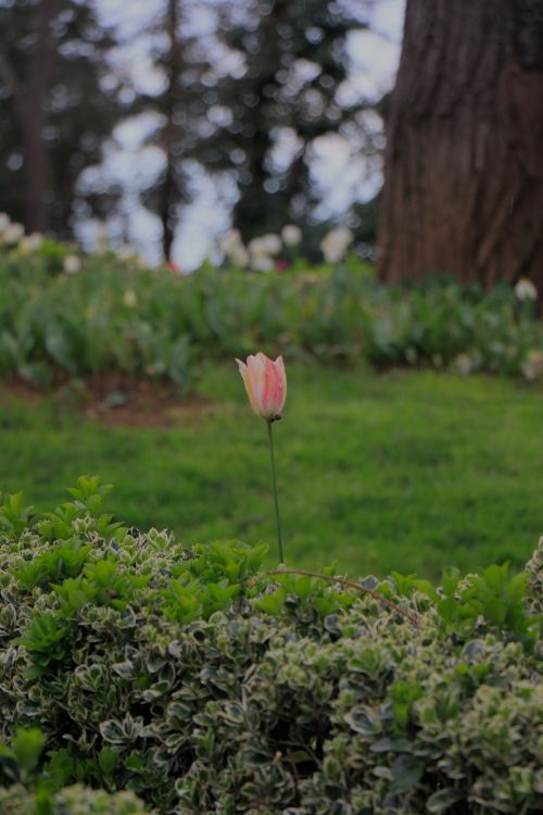 Free A solitary pink tulip stands gracefully in a lush garden, surrounded by greenery and soft light. Stock Photo