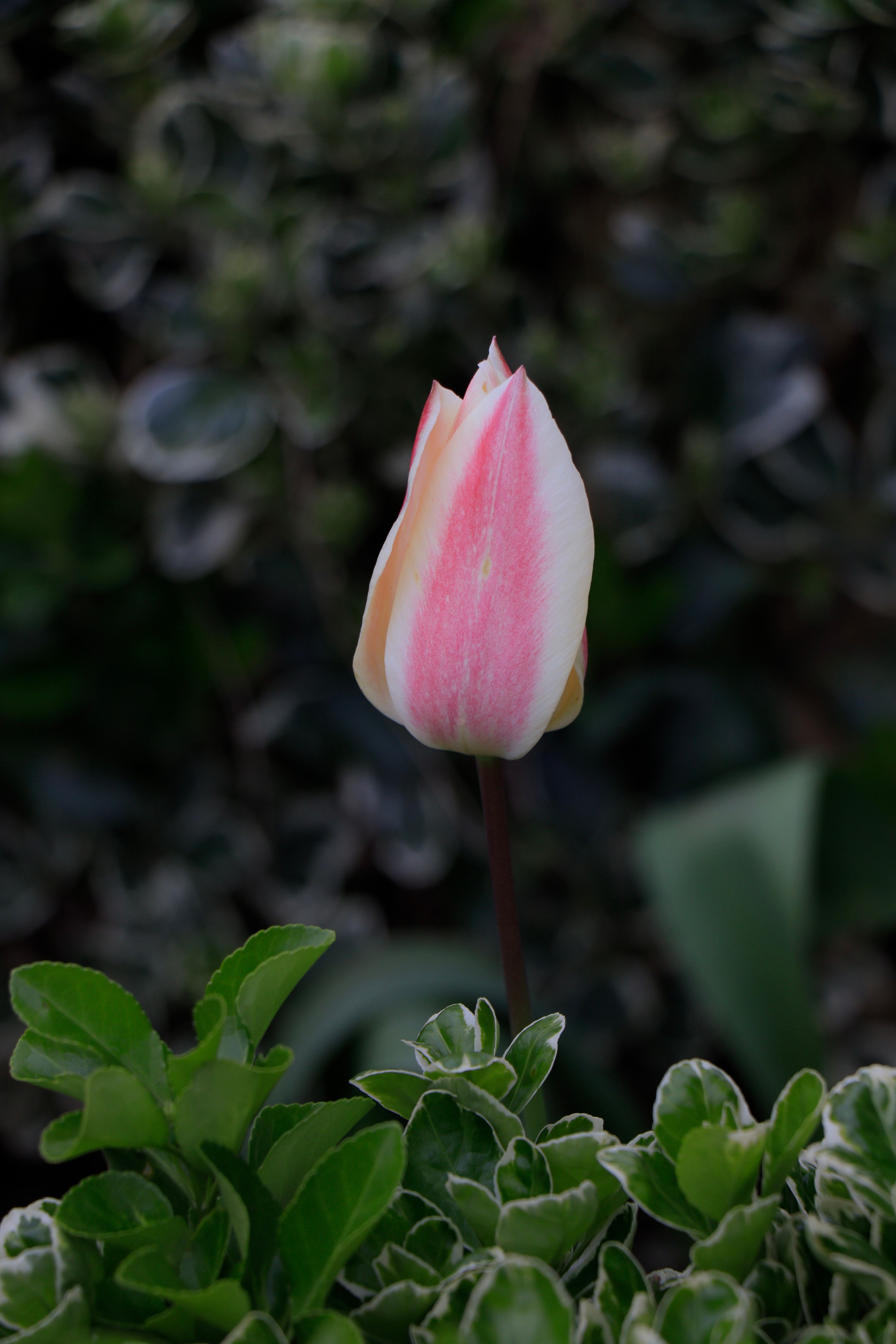 Fotomural Primer plano de un único capullo de tulipán rosa rodeado de exuberante follaje verde en un jardín al aire libre.