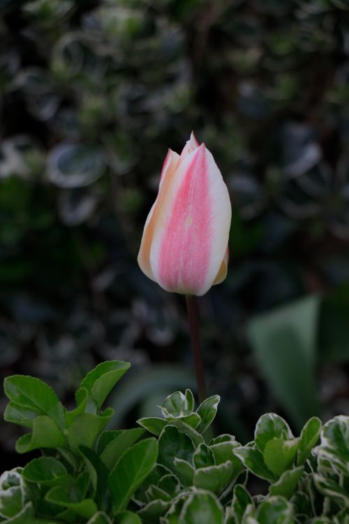 Free Close-up of a single pink tulip bud surrounded by lush green foliage in an outdoor garden. Stock Photo