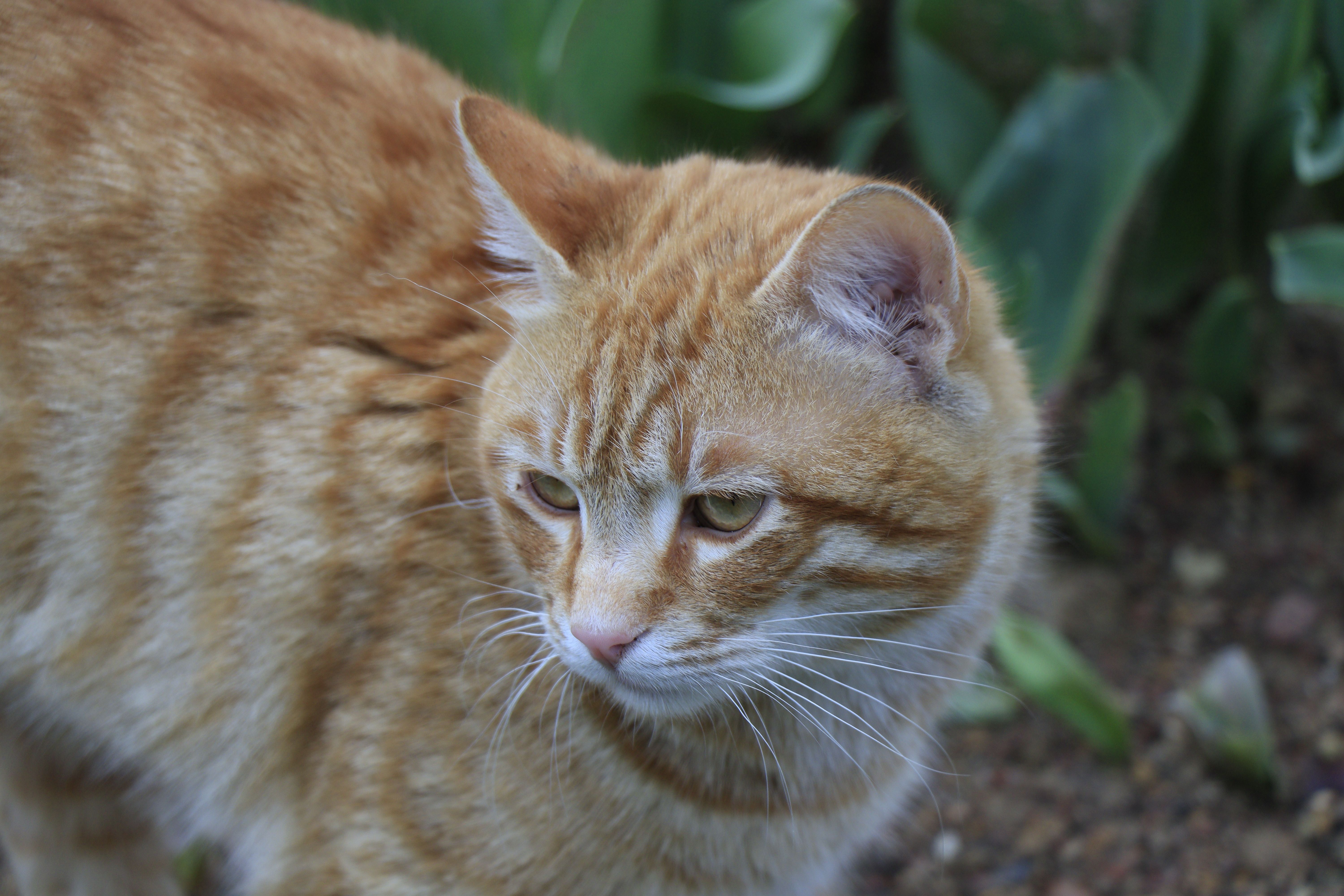 Pet safety this spring: tips and tricks with the ARL — Photo by Hümeyra on Pexels