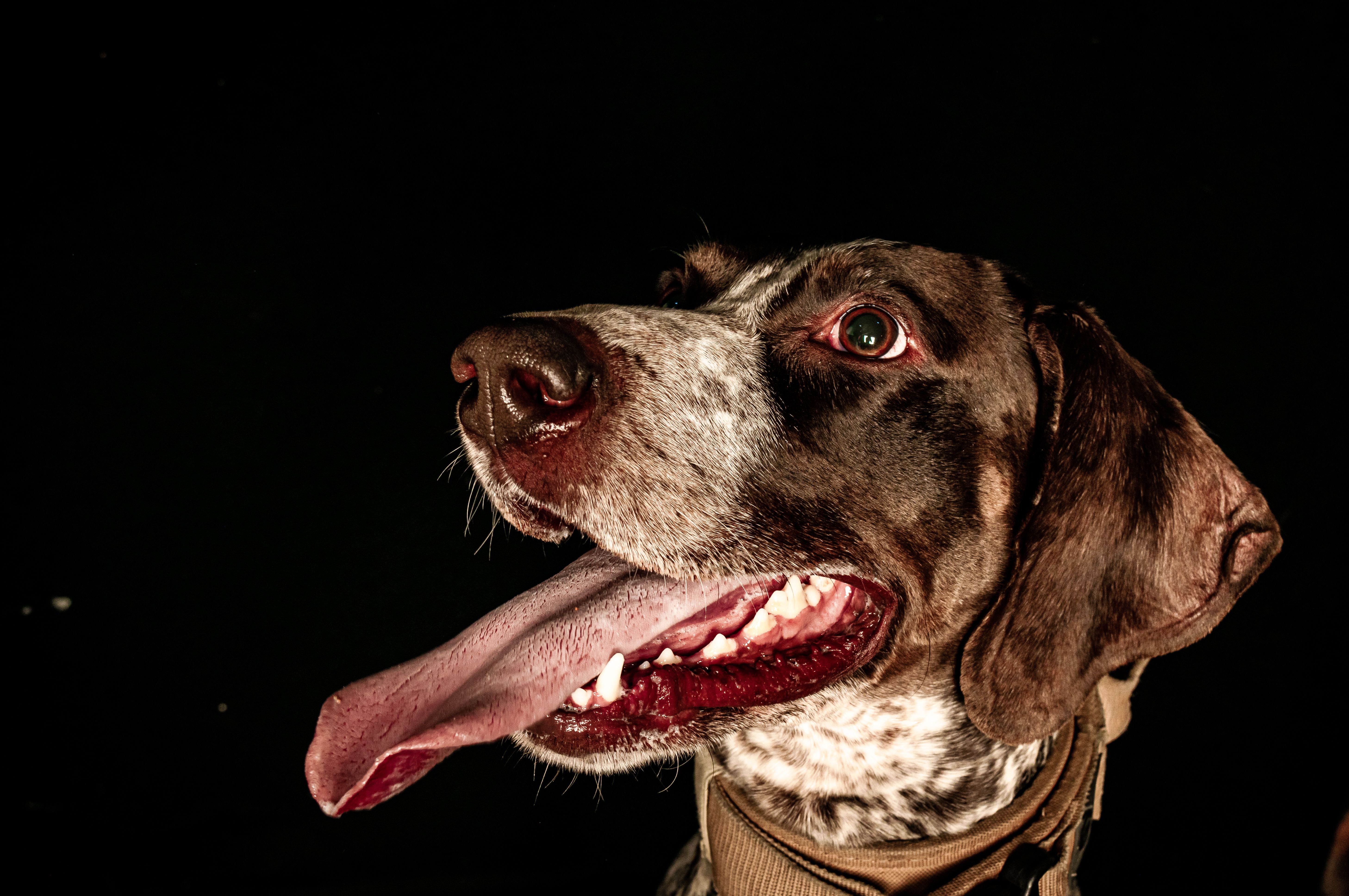 pet insurance, veterinary costs, pet health coverage, dog insurance, cat insurance, pet wellness — Photo by Kari Alfonso on P