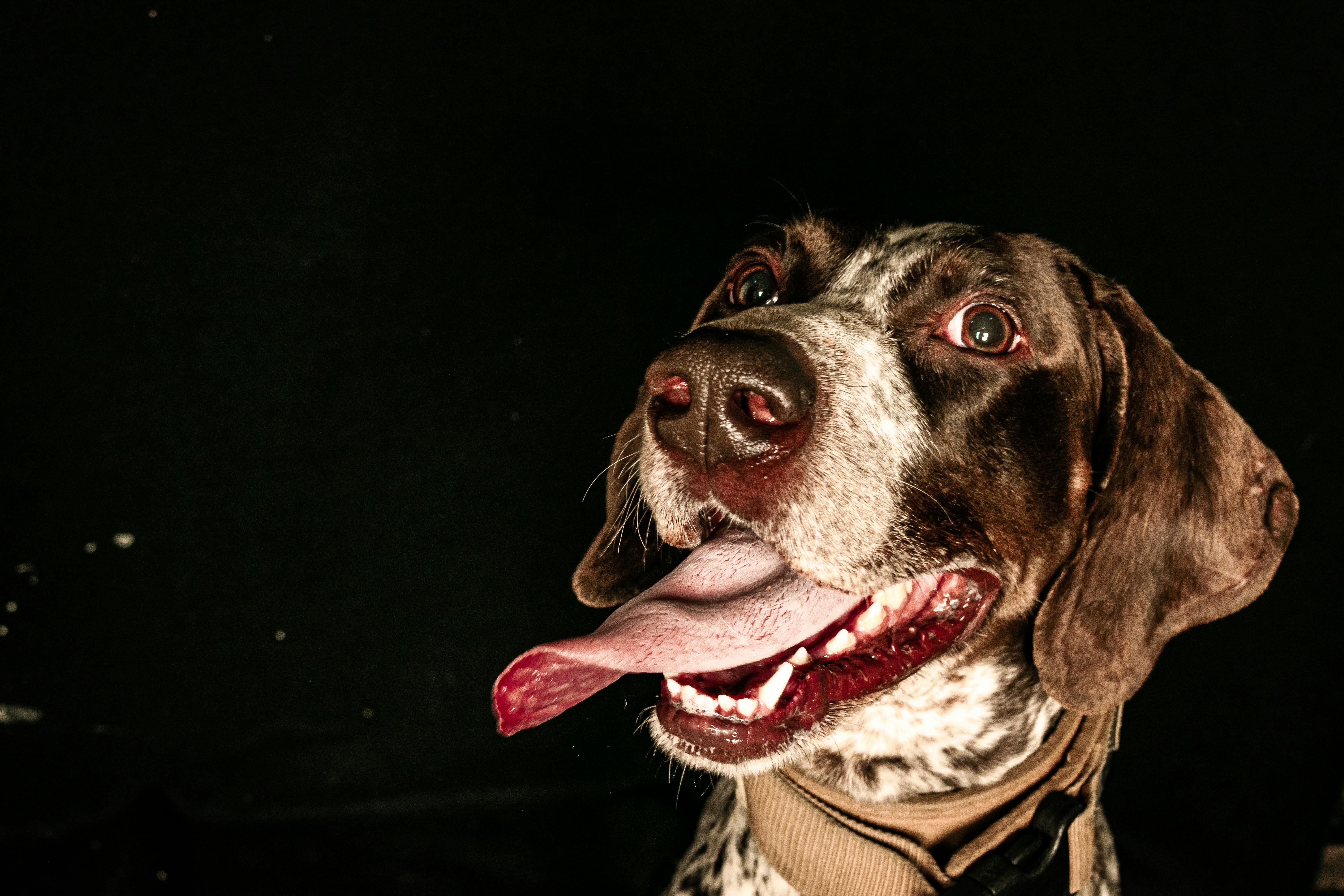 Amazon’s $19 Reflective Dog Safety Vest Helps Keep Pups Visible After Dark — Photo by Kari Alfonso on Pexels