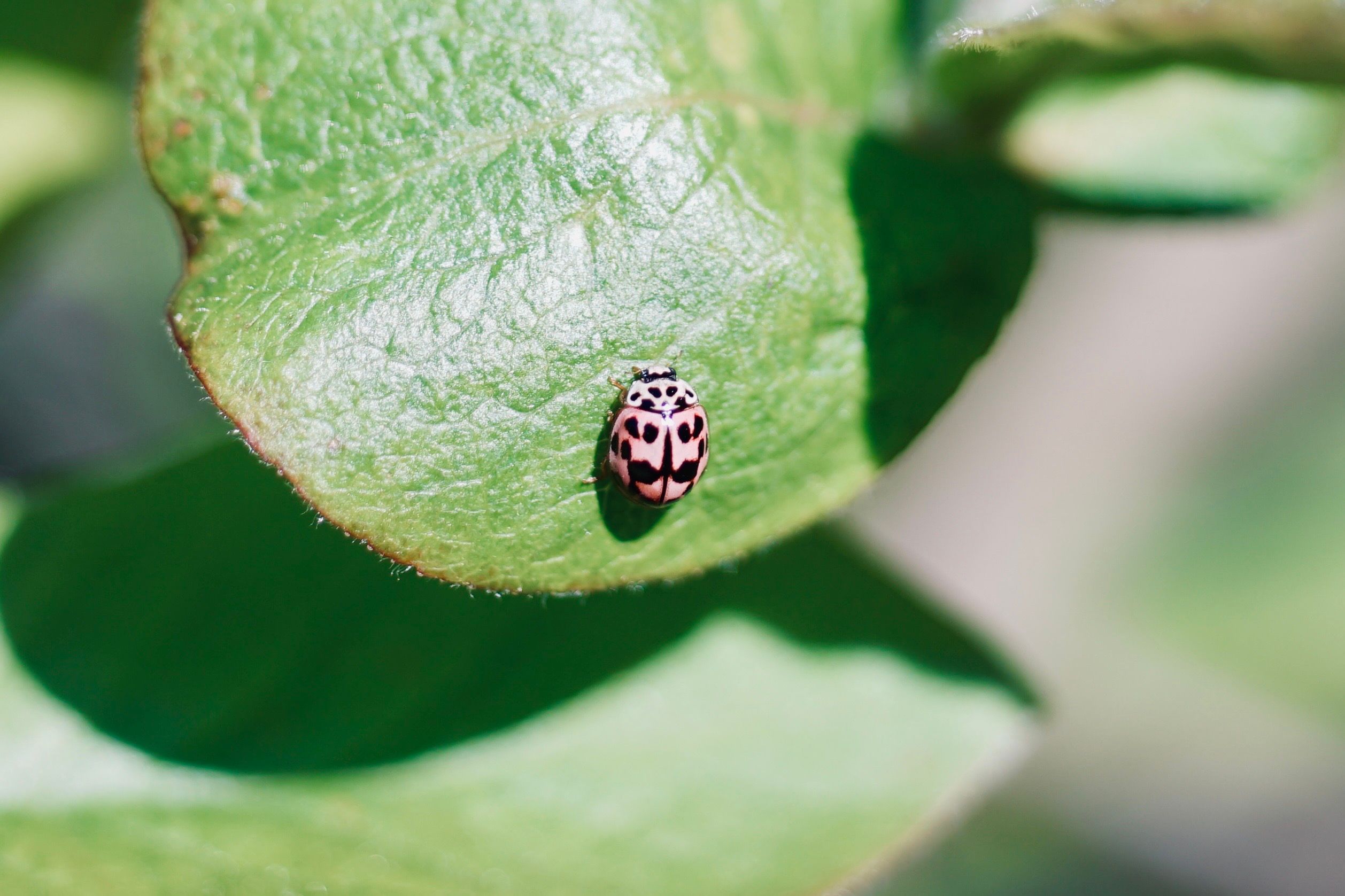 Pink Ladybug on Leaf in Natural Sunlight · Free Stock Photo