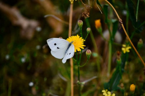 Free A delicate white butterfly perched on a yellow flower amidst greenery in Aït Ourir, Morocco. Stock Photo