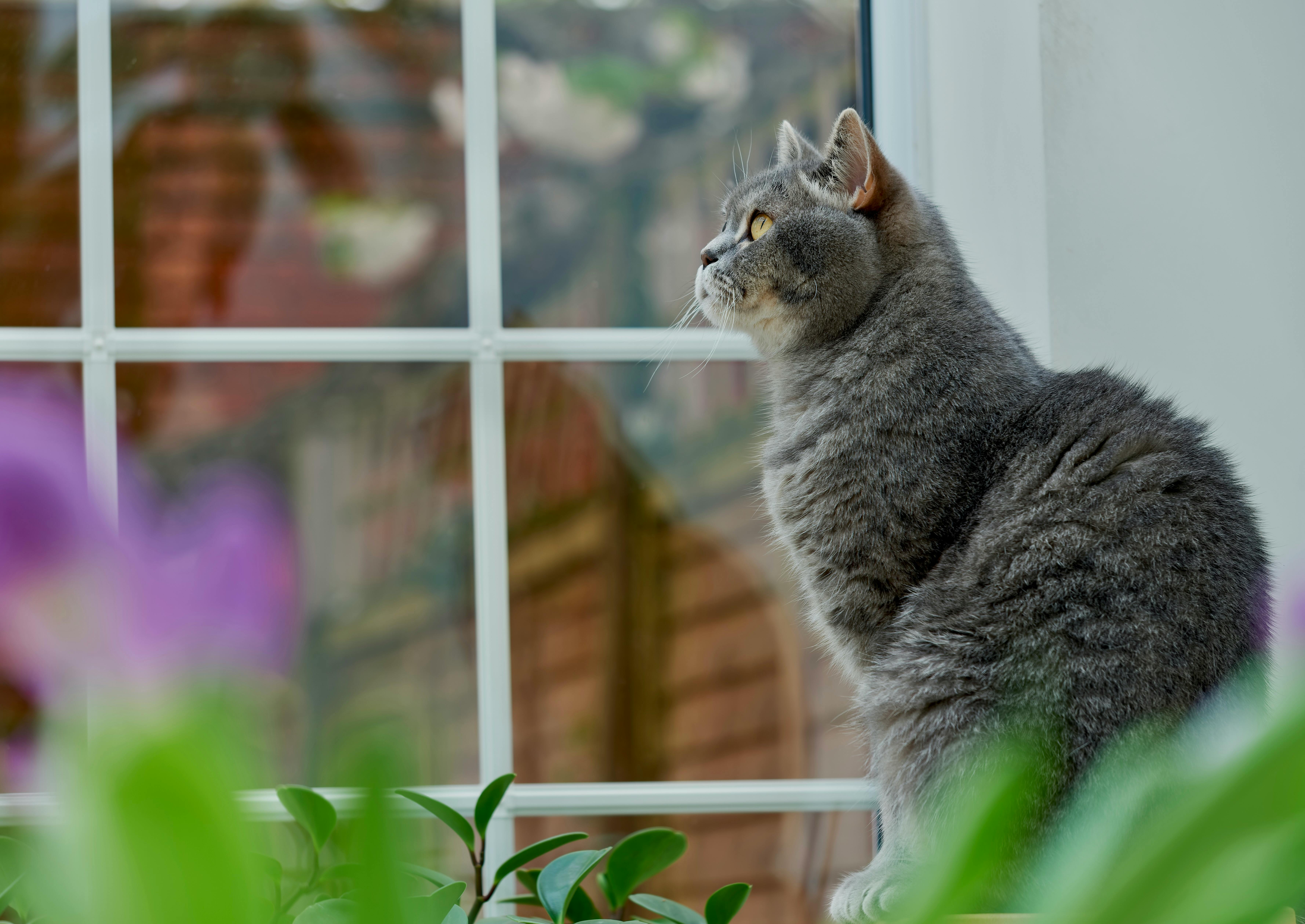 pet technology contact — Photo by WJ Y on Pexels