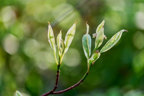 Free Close-up of tender green leaves in a serene spring garden, capturing the essence of new beginnings. Stock Photo