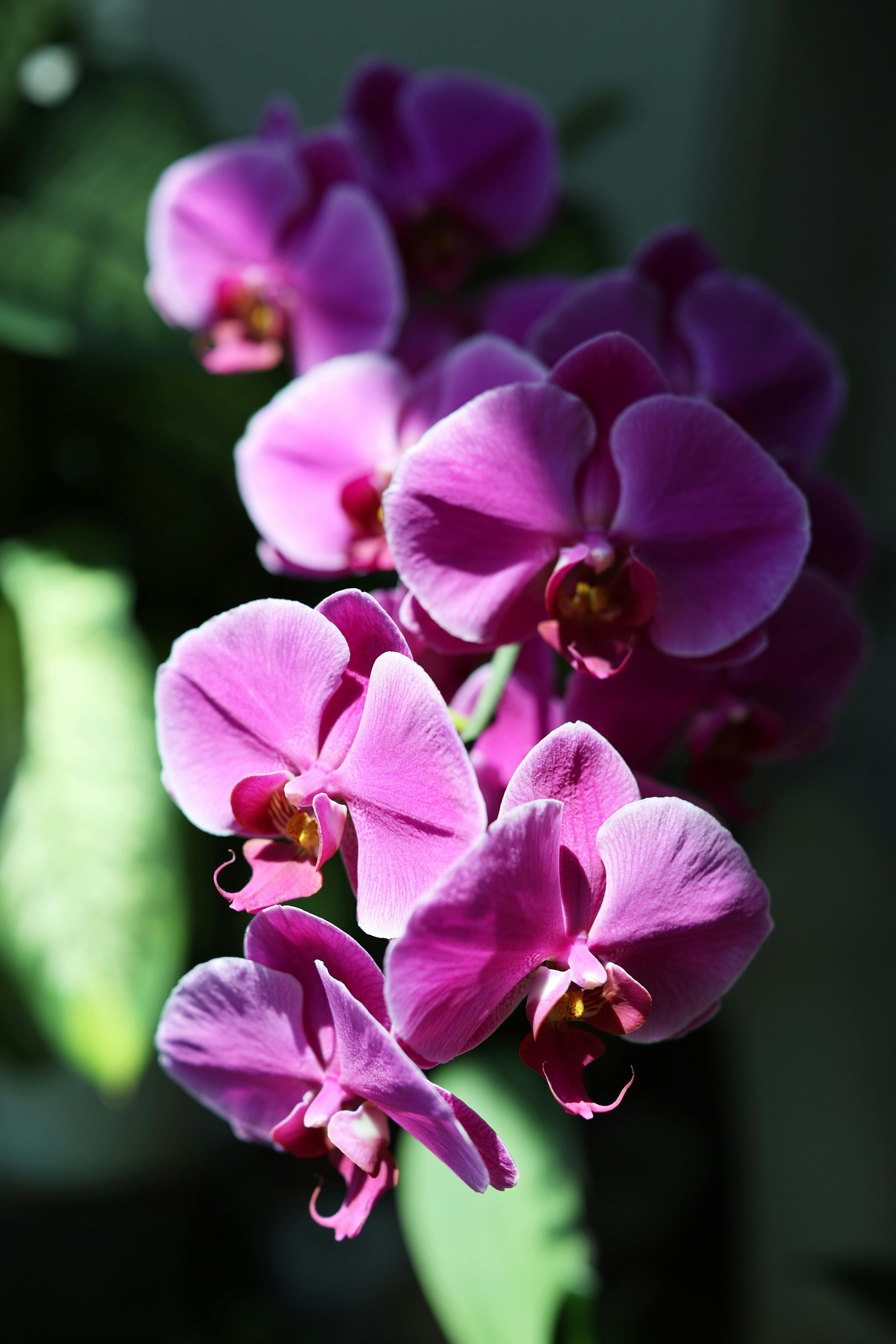 [ColoSach]-bright-pink-orchids-in-full-bloom-against-a-lush-green-backdrop,-captured-in-soft-lighting.