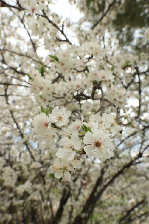 Free Close-up of a blooming cherry blossom tree under a blue sky, symbolizing spring. Stock Photo