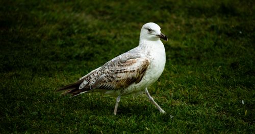 Free Seagull strolling on green grass in Istanbul, showcasing wildlife and nature. Stock Photo