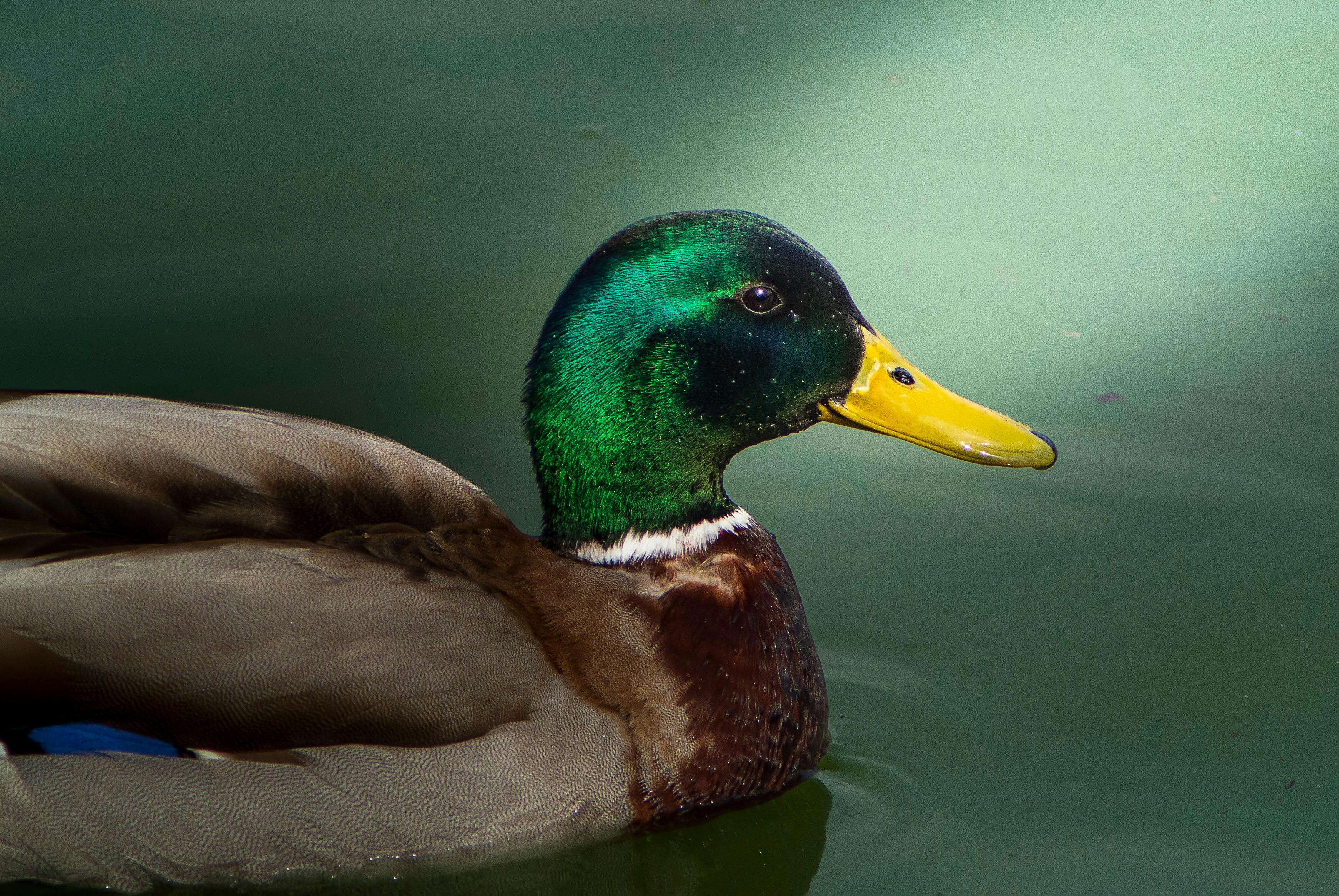 2012 Review of Drake Software — Drake Tax — Photo by Snaider Godoy on Pexels