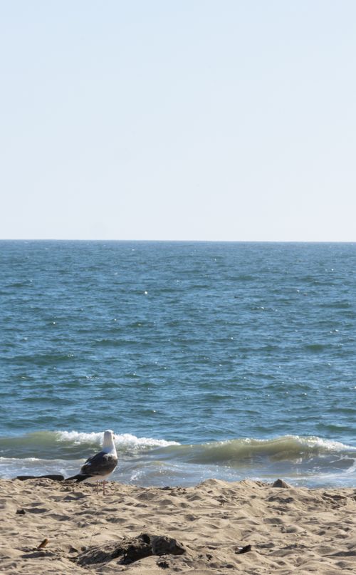 Free stock photo of animal wildlife, beach, ocean Stock Photo