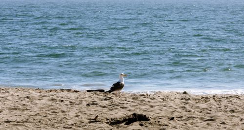 Free stock photo of animal wildlife, beach, ocean Stock Photo