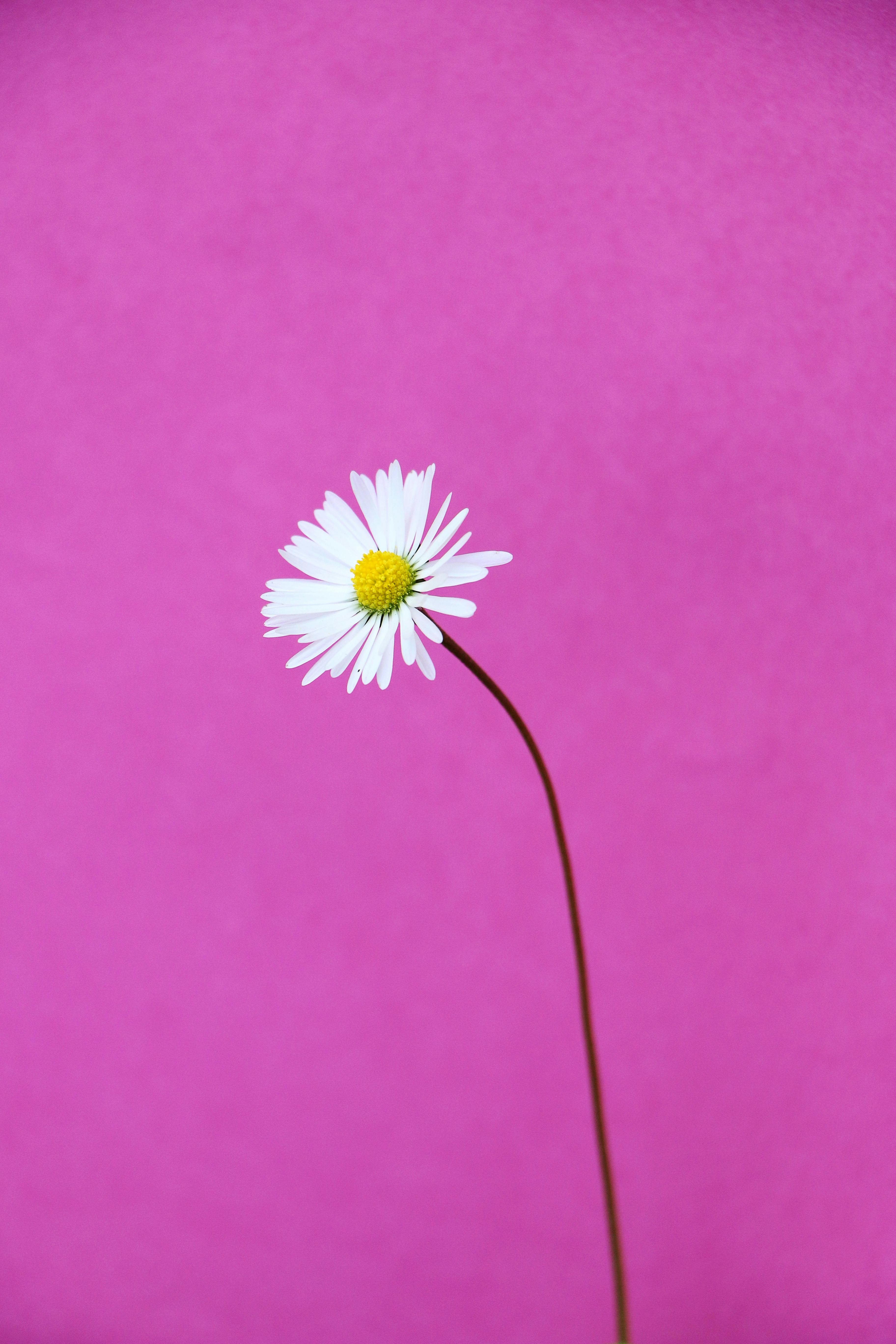Gerbera Daisy Wallpaper 4K, Pink Daisy, Daisy flower