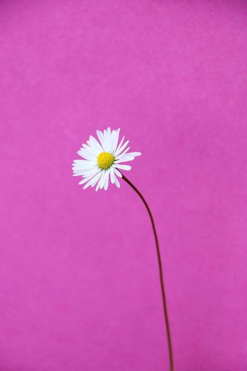 免費 白色雛菊花在粉紅色的背景上 圖庫相片