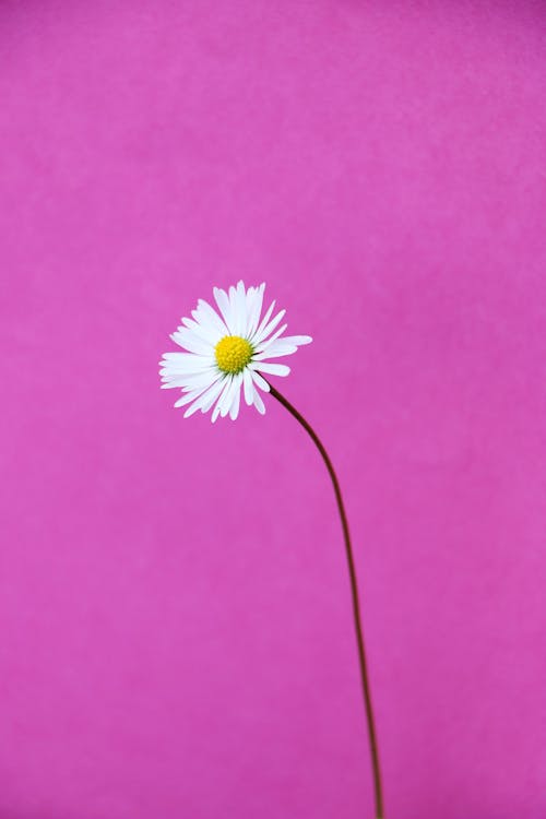 White Daisy Flower in Pink Background