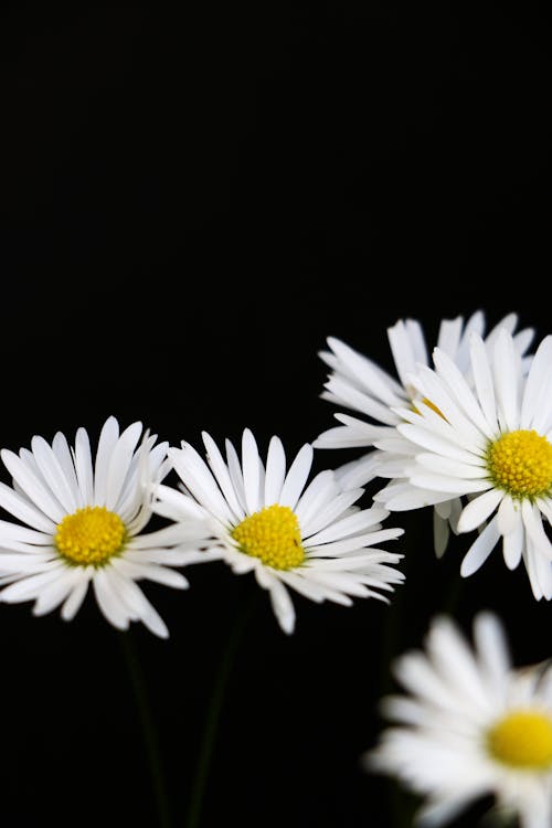 White Daisies in Black Background