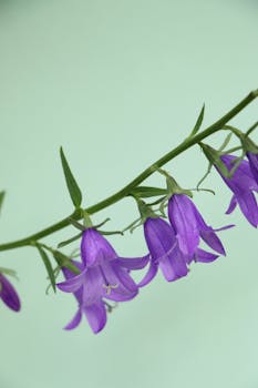 在淡绿色背景下，微距镜头捕捉到了紫色钟形花的精致之美