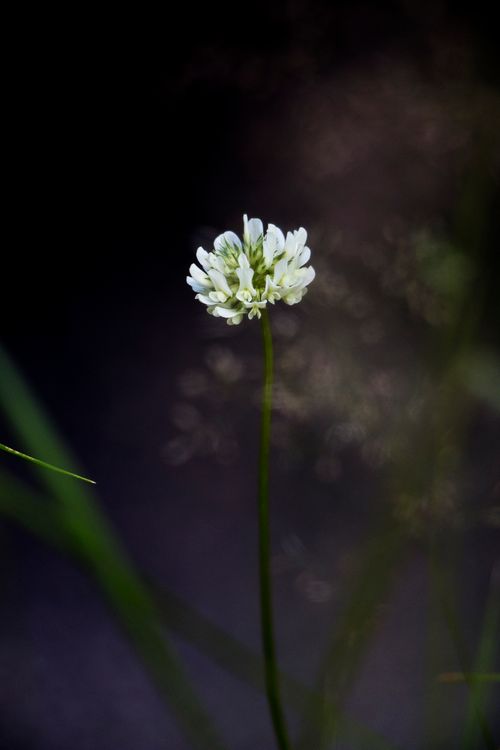 Free stock photo of black background, clover, colourful Stock Photo