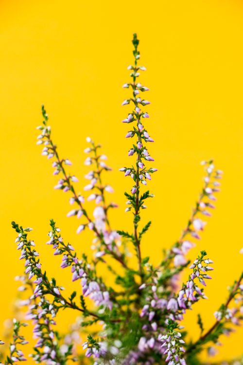 Free Close-up of blooming heather flowers against a vivid yellow background, showcasing delicate petals. Stock Photo
