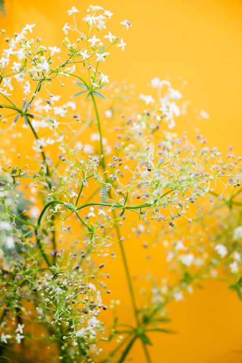 Free stock photo of colourful, flora, flower Stock Photo