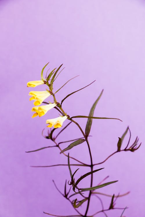 Yellow Bell Flowers on Purple Background