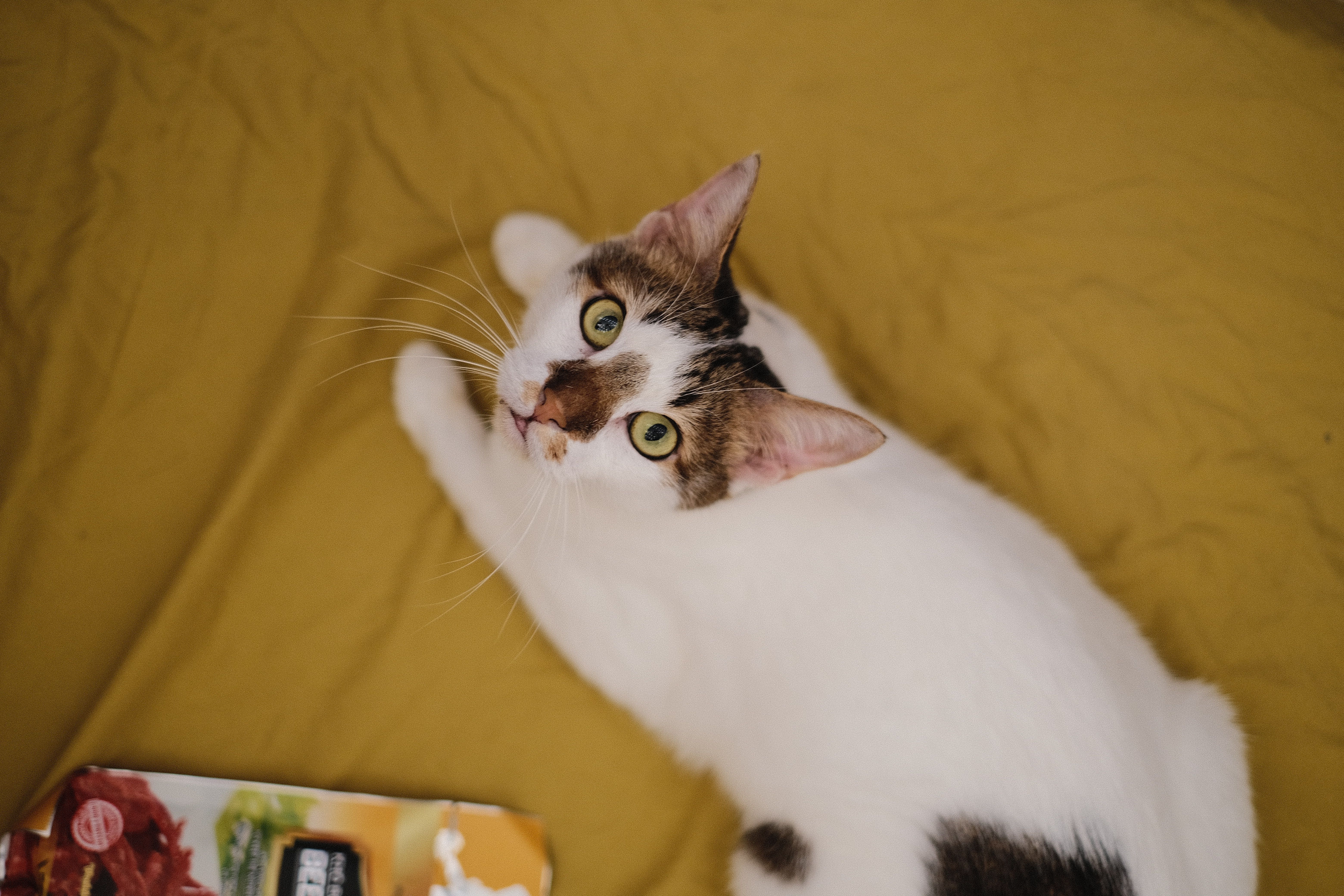 Nutrition Raises Pet Production Safety Standards — Photo by Pew Nguyen on Pexels