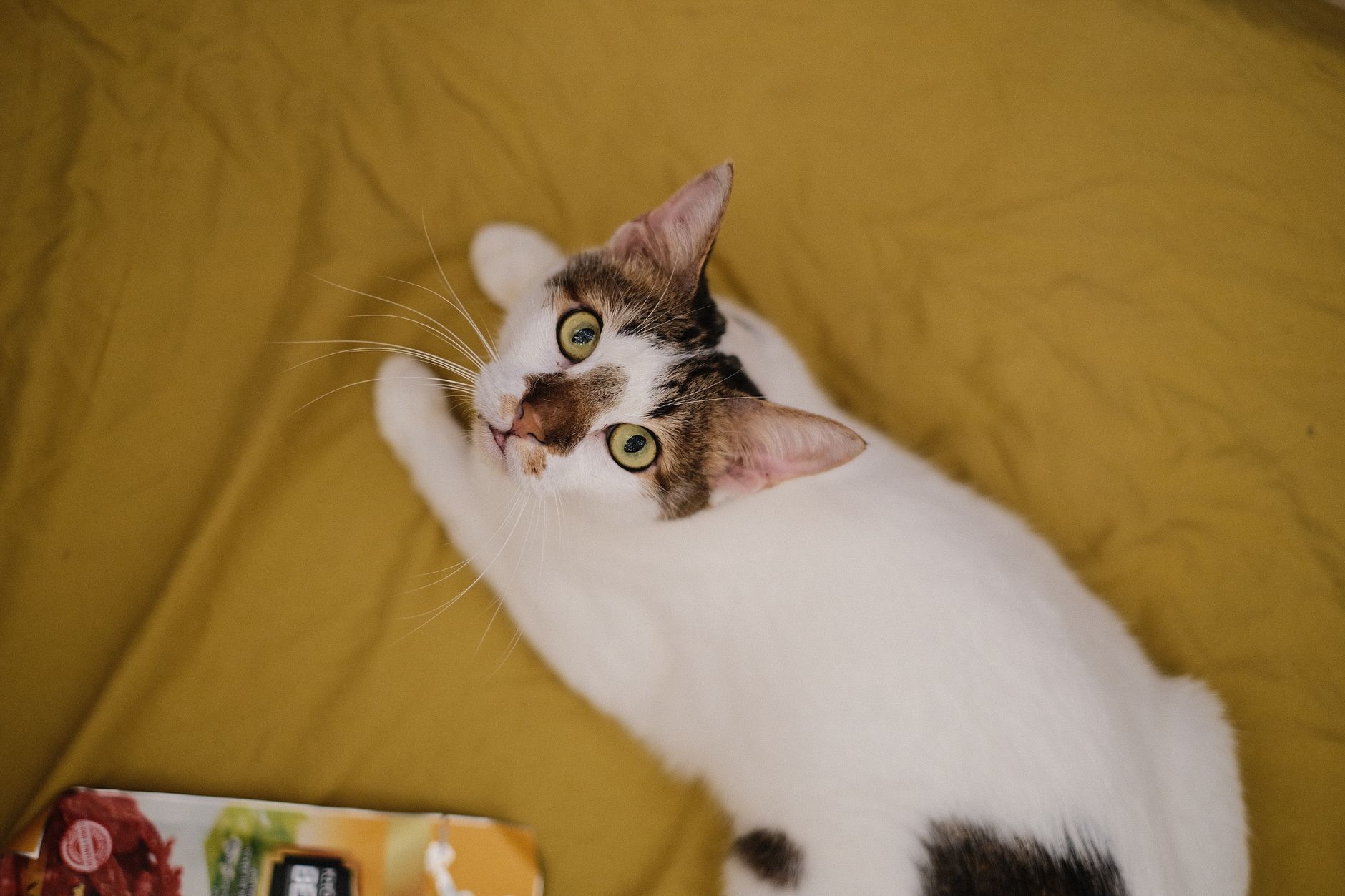 pexels-photo-37008775 La croquette urinary chat, une réponse concrète aux troubles les plus fréquents du félin
