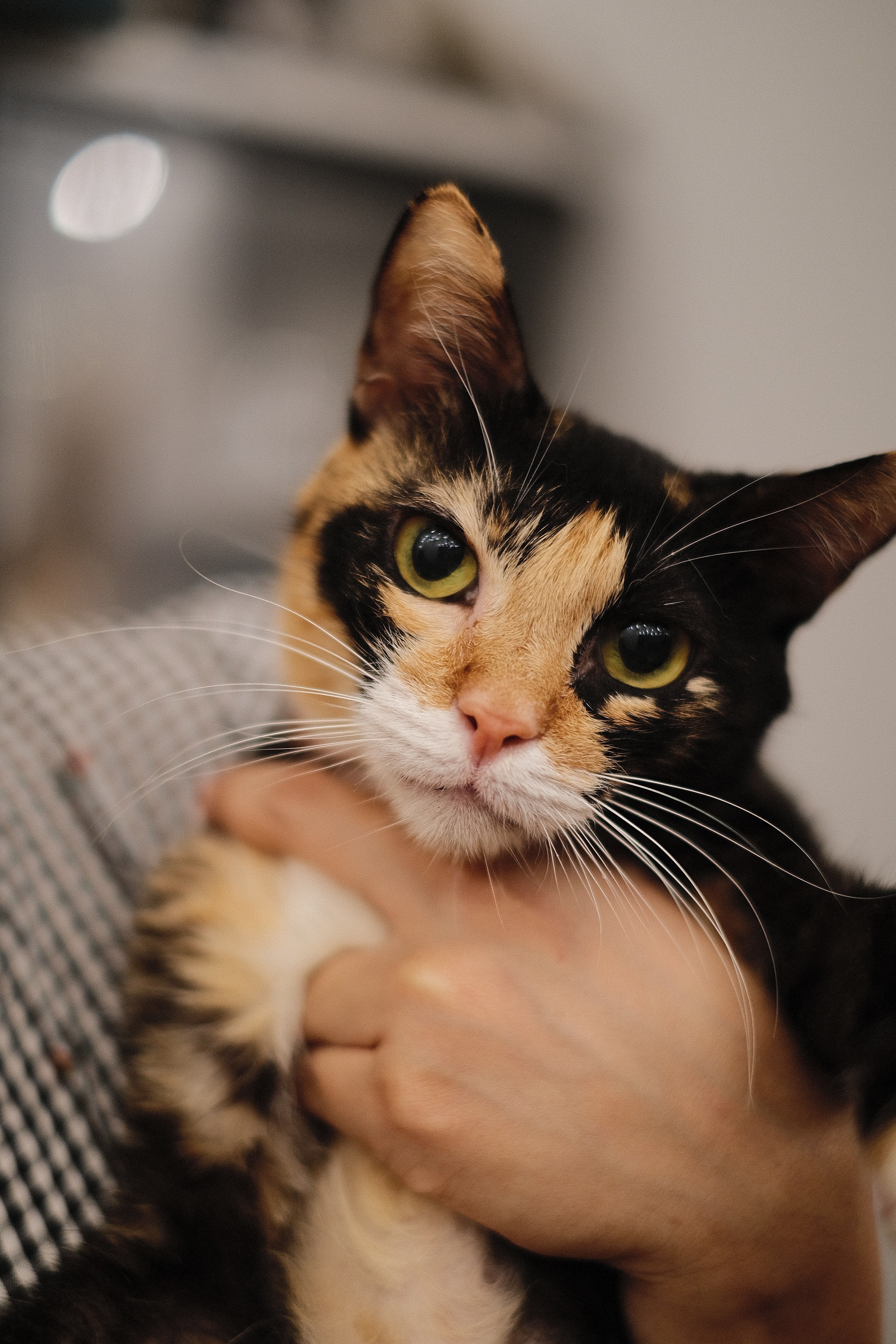Close-Up Portrait of a Calico Cat Indoors · Free Stock Photo