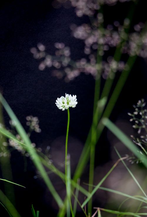 Free stock photo of black background, clover, colourful Stock Photo
