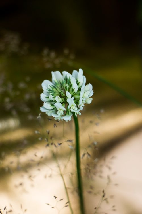 Free stock photo of clover, colourful, flora Stock Photo