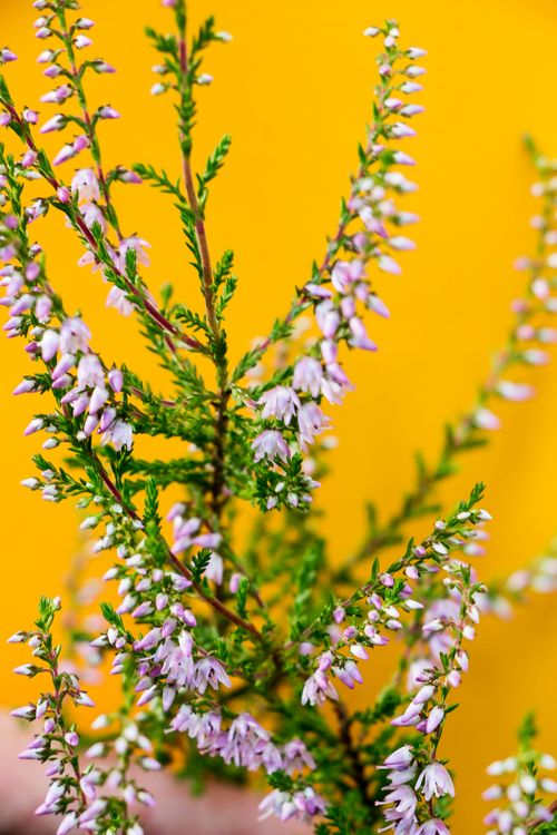 Free stock photo of colourful, flora, flower Stock Photo