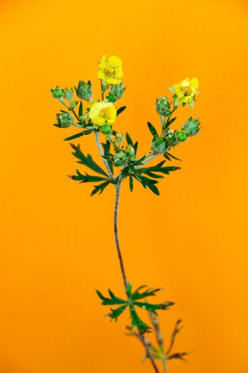 Free stock photo of colourful, flower, orange Stock Photo
