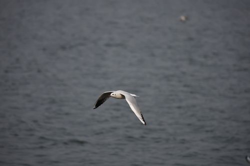 Free A seagull gracefully flies over the rippling ocean waters, showcasing nature's beauty. Stock Photo
